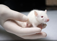 米乐YY易游肿瘤药效实验顺遂通过江苏省FDA审查