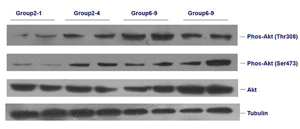 卵白印迹(Western Blot)实验手艺服务