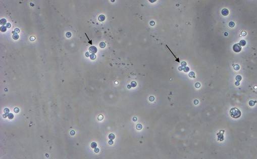 yy易游(中国)体育-米乐官方网站