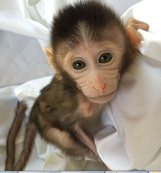 转基因猴成攻克自闭症利剑，，，，，，，，首个非人灵长类自闭症模子建设