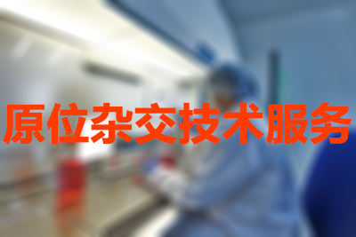 原位杂交手艺的分类有哪些？？？？？