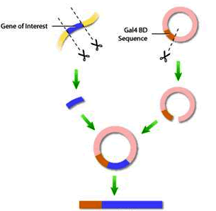yy易游(中国)体育-米乐官方网站
