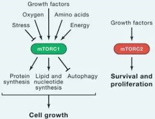 yy易游(中国)体育-米乐官方网站