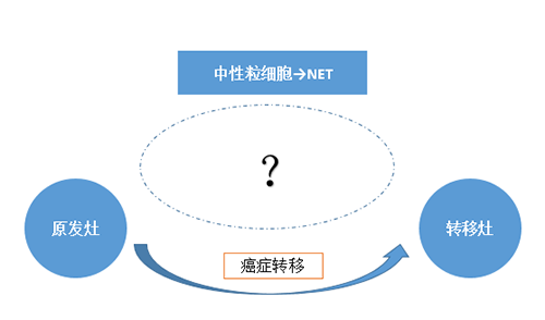 NET可能会通过某些方法“捕获”或“叫醒”癌细胞，，，，，，从而造成癌细胞的迁徙。。。。。