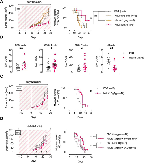 逐日施用L-乳酸钠可延迟体内肿瘤的生长