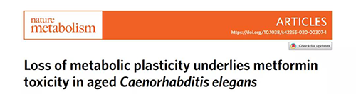在线虫和人类原代细胞中，，，，，，，当在其寿命晚期提供二甲双胍时，，，，，，，二甲双胍会缩短命命，，，，，，，这与二甲双胍在年轻生物体中的起劲作用相反。。。。。