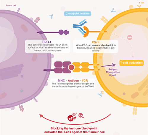 饿了吗？？？？？饿一饿原来可以辅助PD-1抑制剂肿瘤免疫治疗 