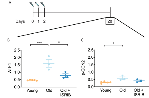 ISRIB可以重置晚年小鼠大脑中的ISR