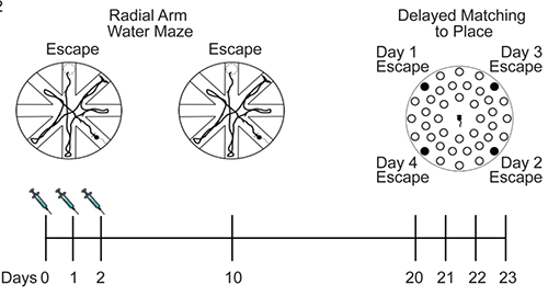 经ISRIB短暂治疗的晚年小鼠能很好地完成迷宫实验