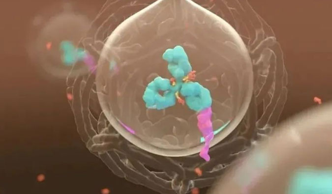 美研 | ADC，，，，，，为靶向给药而精准深耕