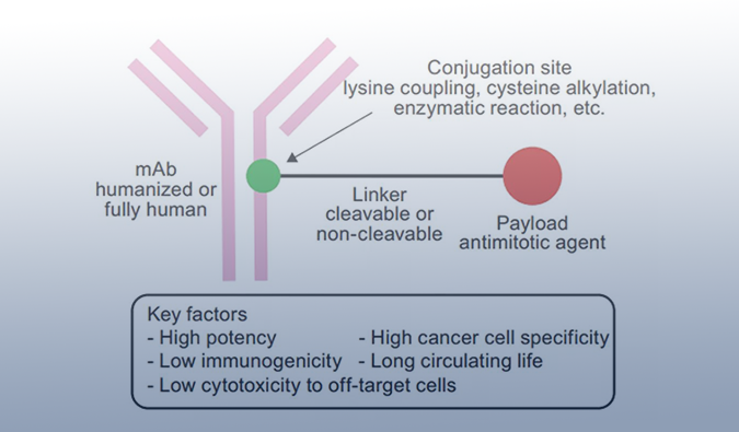 ADC药物：迎接市场热潮，，，，，攻破研发壁垒
