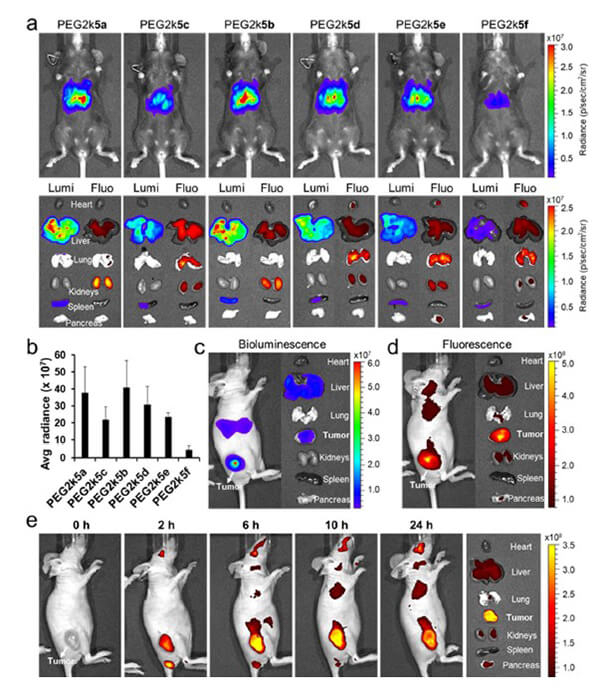 递送和NIR影像，，，，，，，，Luc mRNA; Ⅳ and intra-tumoral.jpg