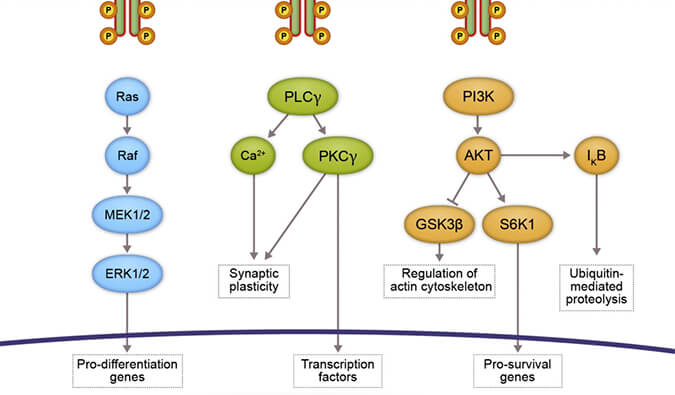 米乐YY易游助力 | 睿跃生物1类新药 TRK降解剂CG001419获批临床