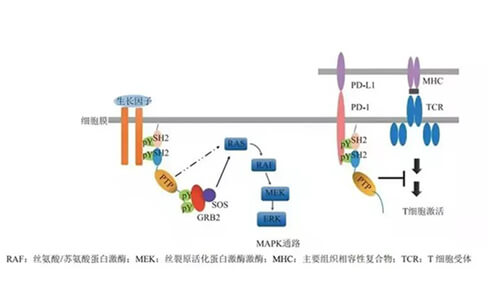 米乐YY易游助力凌达生物SHP2变构抑制剂RG001片获批临床.jpg