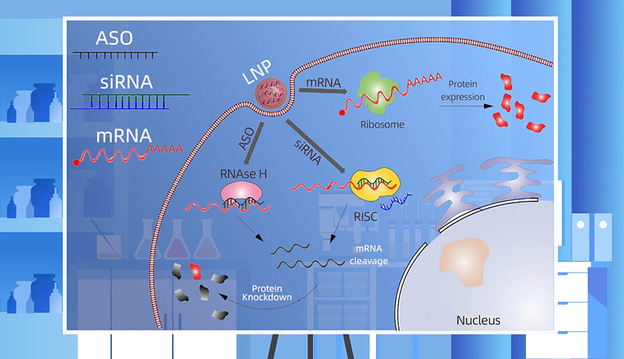 核酸药物的作用机制主要有哪些？？？？？？？？