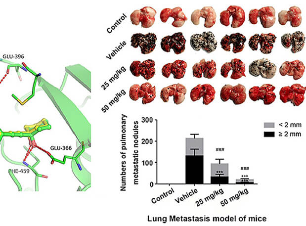研究用于肺癌和玄色素瘤细胞肺转移的选择性PAK4抑制剂的合成，，，，，此选择性PAK4抑制剂的PK研究通过米乐YY易游举行