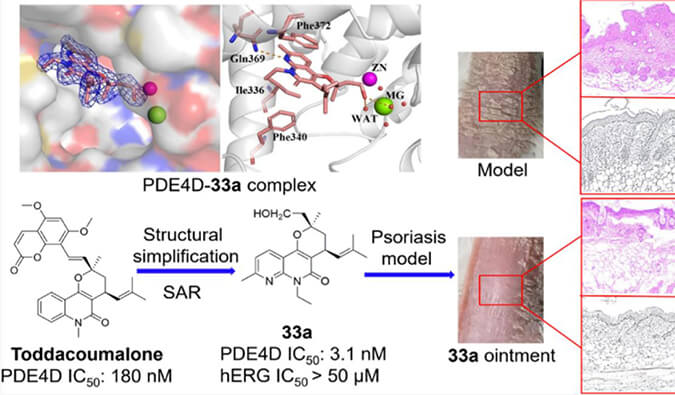 发明用于局部治疗牛皮癣的新型PDE4抑制剂，，，，，小鼠、大鼠和人肝微粒体的代谢稳固性实验通过米乐YY易游测定