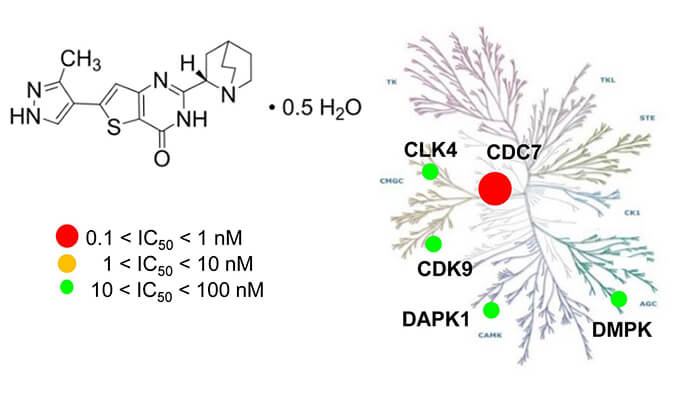 TAK-931是一种高特异性CDC7抑制剂，，，，，，，具有抗肿瘤功效，，，，，，，本研究中体内药效实验通过米乐YY易游举行