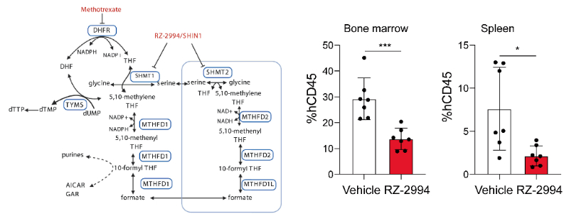 研究职员使用RZ-2994来表征抑制SHMT1/2在T细胞急性淋巴细胞白血病 (T-ALL) 中的作用，，，，，，RZ-2994通过米乐YY易游定制合成