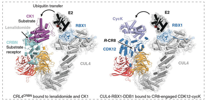 7-RBX1--CUL4-DDB1-(CRL4)-与R-CR8-CDK12-cycK复合物相团结.jpg
