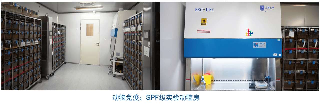 米乐YY易游杂交瘤手艺平台装备-动物免疫SPF级实验动物房