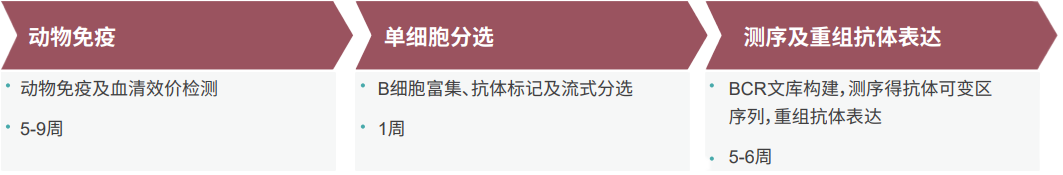 米乐YY易游单B细胞抗体发明平台