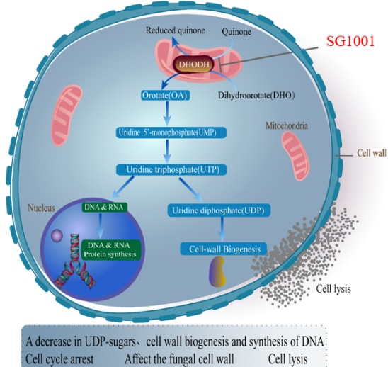 米乐YY易游祝贺祥根生物立异药SG1001完成首例受试者给药