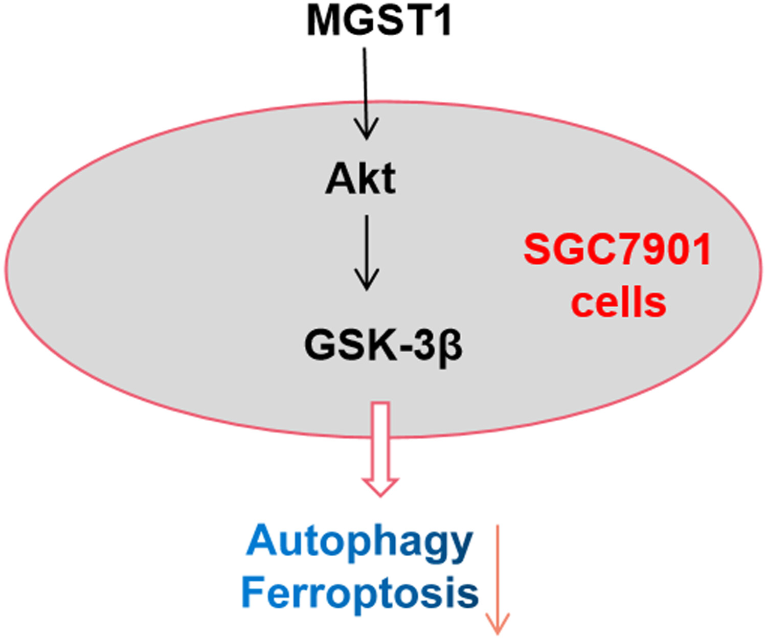 MGST1过表达通过激活Akt/GSK-3β信号通路诱导胃癌细胞增殖，，，，，，，本研究中MGST1过表达等体外实验通过米乐YY易游举行