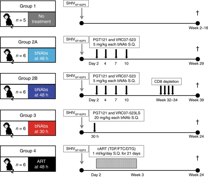 抗逆转录病毒疗法(ART)预防围产期HIV熏染，，，，，，，，本研究中多替拉韦钠盐和游离态均由米乐YY易游提供