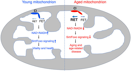 特异性RET抑制剂CPT可改善阿尔茨海默病，，，，，，，，本研究中CPT由米乐YY易游化学部分合成